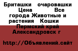 Бриташки - очаровашки.  › Цена ­ 3 000 - Все города Животные и растения » Кошки   . Пермский край,Александровск г.